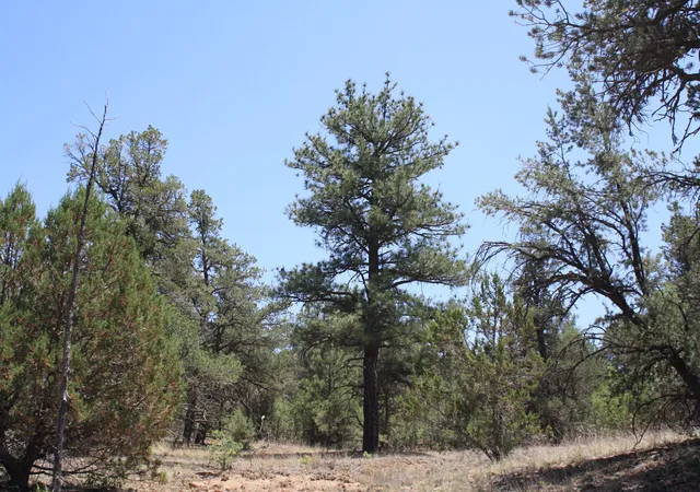 Homes for sale in Ramah, NM | Lots 4 6 Bodean Rd, Ramah, NM 87321 | MLS# 1105256