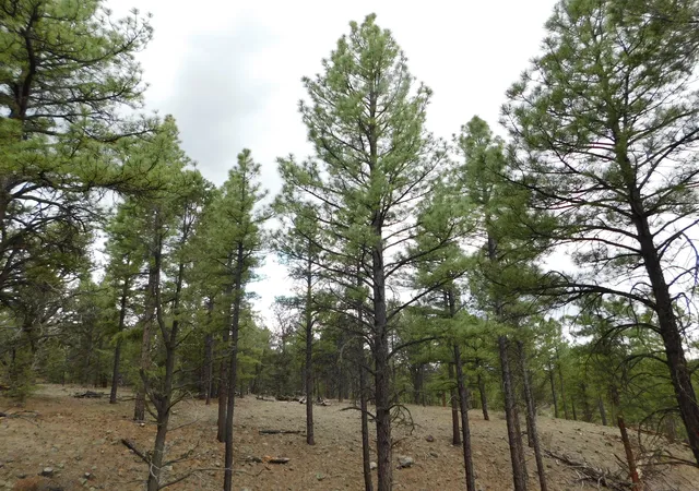 Homes for sale in Quemado, NM | S2 Leon Dr, Quemado, NM 87829 | MLS# 1105695