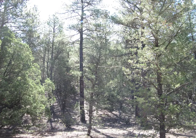 2nd image of 35 Green Shadow Ln, Tijeras, NM 87059 | MLS# 1106326