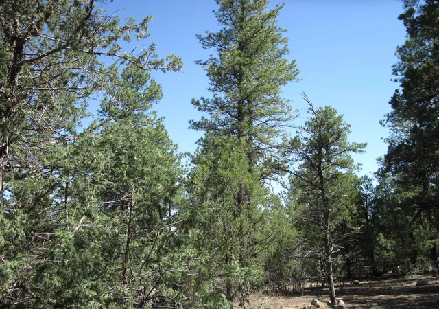 5th image of 35 Green Shadow Ln, Tijeras, NM 87059 | MLS# 1106326