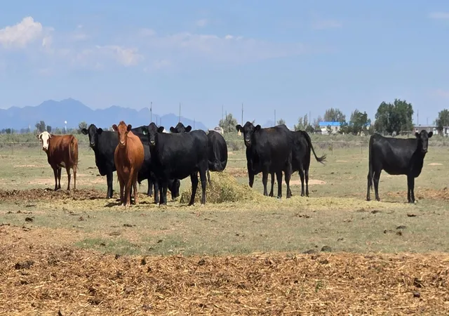 Photo 1 of Land for sale at Xx Ash St, Moriarty, NM 87035 | MLS# 1108599 | Listing updated on 2026-08-05