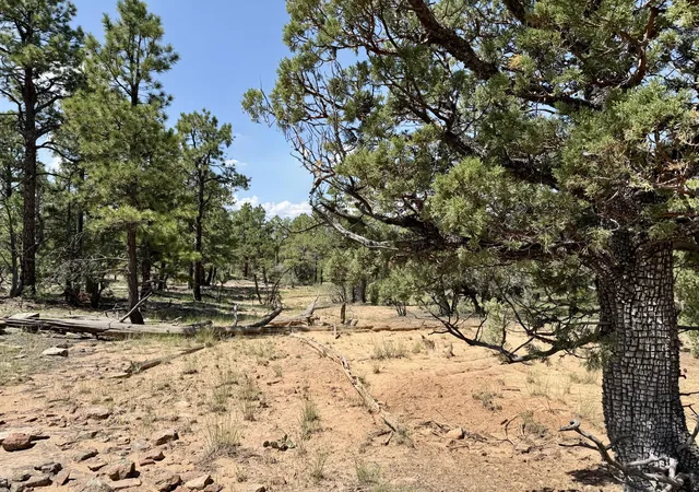 Photo 4 of Land for sale at 3 Leaning Pine Ln, Pinehill, NM 87357 | MLS# 1109137 | Listing updated on 2026-08-18
