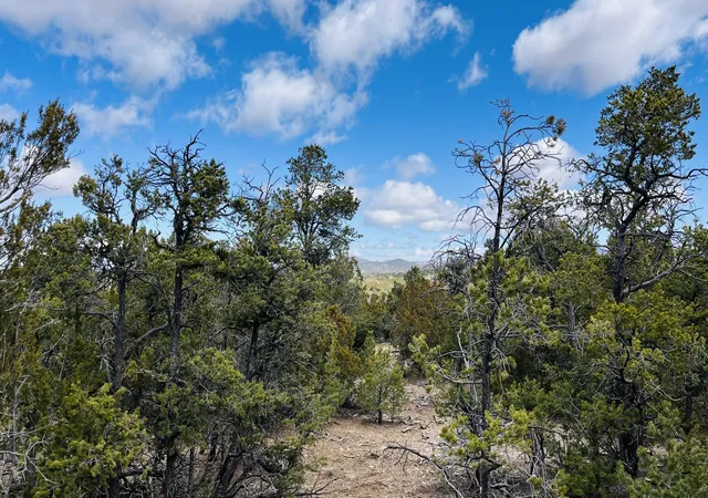 Photo 4 of Land for sale at 18 Larry Ln, Cedar Crest, NM 87008 | MLS# 1109664 | Listing updated on 2026-08-23