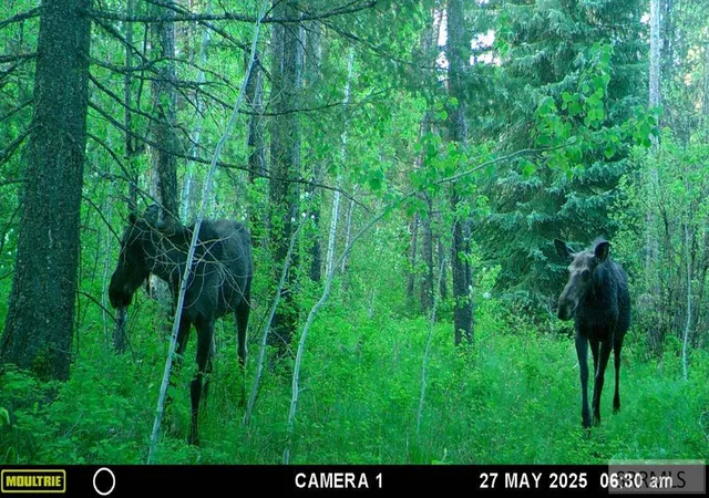 Photo 3 of Land for sale at 1597 Annies Landing, Ashton, ID 83420 | MLS# 2187169 | Listing updated on 2026-06-18
