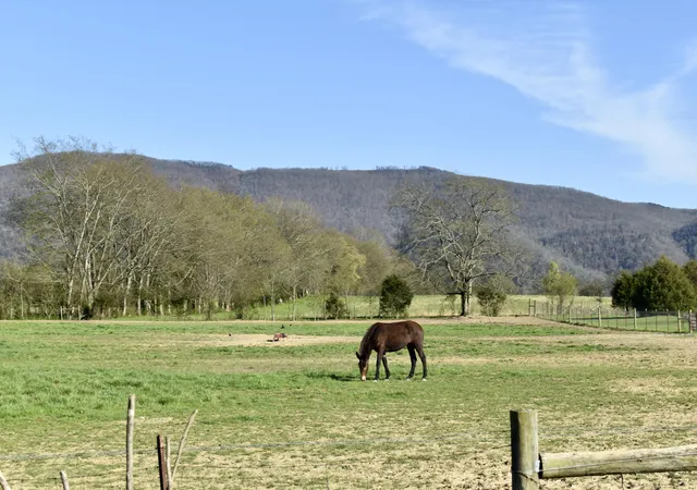 4th image of 20093 Old State Hwy 28, Pikeville, TN 37367 | MLS# 1389954