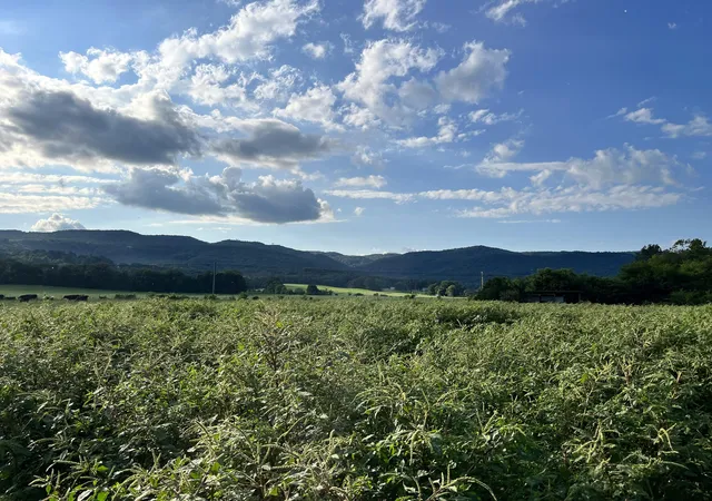 4th image of 0 Old State Hwy 28, Pikeville, TN 37367 | MLS# 1381606