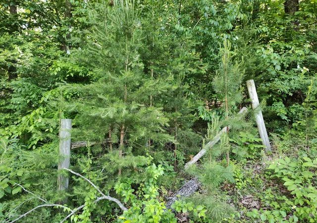 image of 00 Hixson Rd, Dunlap, TN 37327 | MLS# 1534812