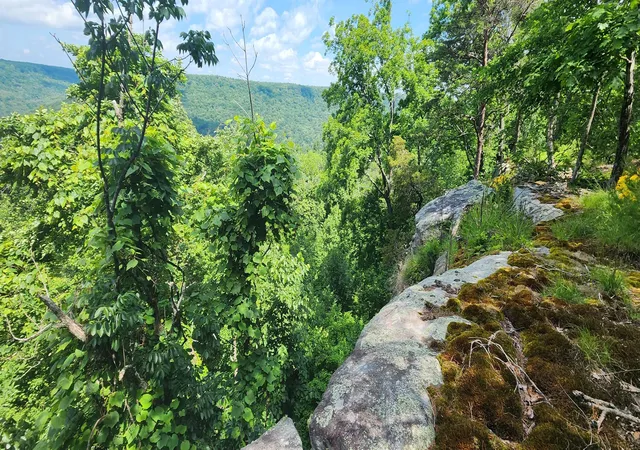 Homes for sale in Altamont, TN | 0 Roth Point Rd #5, Altamont, TN 37301 | MLS# 1532048