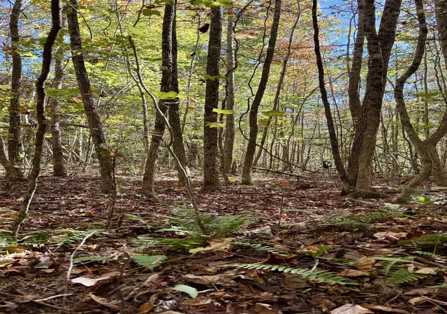 Homes for sale in Palmer, TN | 000 Owl Hollow Rd #Lot 8, Palmer, TN 37365 | MLS# 1533177