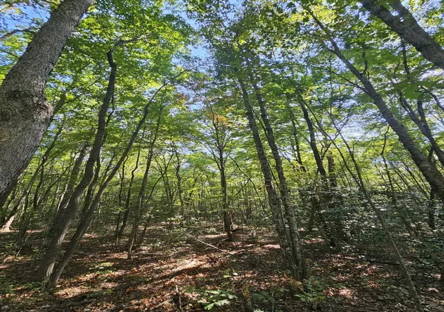 Photo 4 of Land for sale at 108 Sr, Gruetli Laager, TN 37339 | MLS# 1533586 | Listing updated on 2026-04-29
