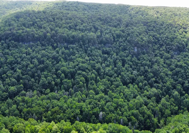 50th image of 82 Bennie Camp Rd, Dunlap, TN 37327 | MLS# 1534776