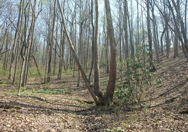 2nd image of 3578 Wolf Creek Rd, Spring City, TN 37381 | MLS# 1535302