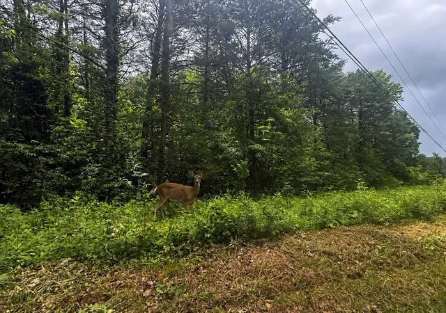 3rd image of 000 Vander Ferguson Rd, Graysville, TN 37338 | MLS# 1535791