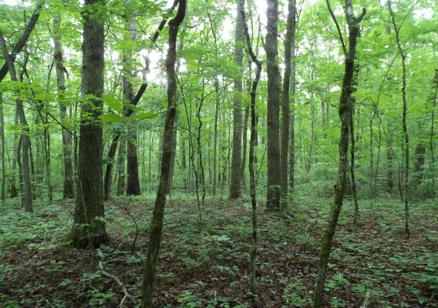 Photo 1 of Land for sale at 000 Beech Point Cir, Crossville, TN 38572 | MLS# 1536408 | Listing updated on 2026-09-15