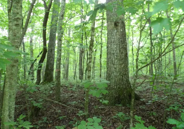 Photo 2 of Land for sale at 000 Beech Point Cir, Crossville, TN 38572 | MLS# 1536408 | Listing updated on 2026-09-15
