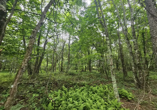 Photo 4 of Land for sale at 229 Windstone Dr, Tracy City, TN 37387 | MLS# 1536457 | Listing updated on 2026-08-04