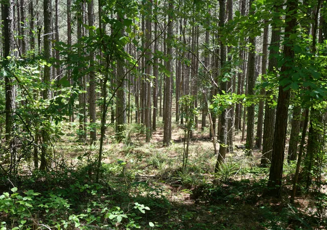 Photo 3 of Land for sale at 3256 Summer City, Pikeville, TN 37367 | MLS# 1536472 | Listing updated on 2026-08-20
