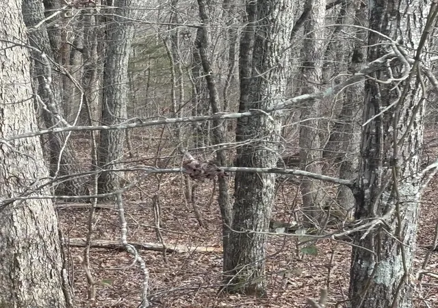3rd image of 0 Forest Dr #Lot B, Ringgold, GA 30736 | MLS# 1537383
