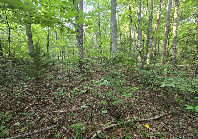 Photo 3 of Land for sale at 000 Colwell Church Rd, Epworth, GA 30541 | MLS# 1538081 | Listing updated on 2026-07-17