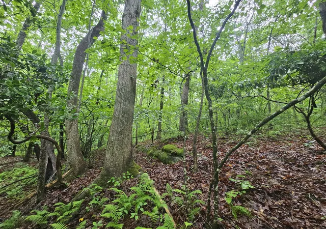 18th image of 2411 Sr 56 Rd #1, Tracy City, TN 37387 | MLS# 1538587