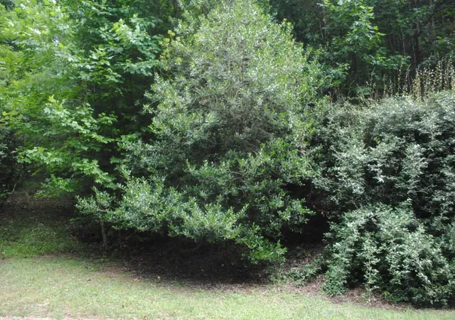 Photo 83 of Land for sale at 0 Prospectors Pass, Ellijay, GA 30536 | MLS# 1541560 | Listing updated on 2026-09-12