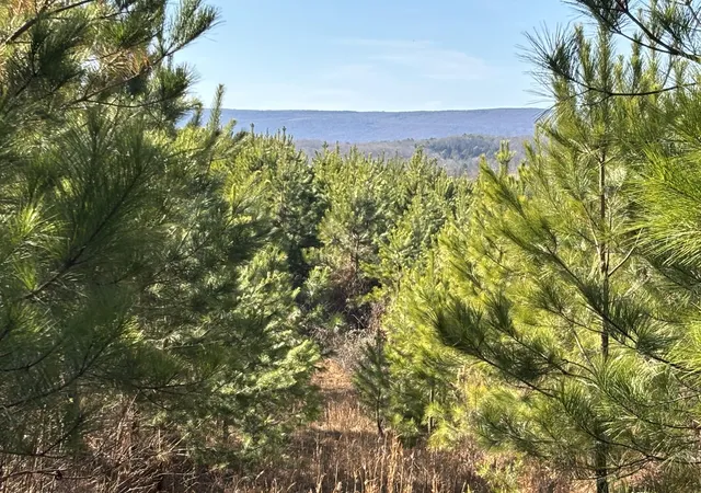 Photo 3 of Land for sale at 0 Dividing Ridge Rd, Spring City, TN 37381 | MLS# 1541832 | Listing updated on 2026-08-31