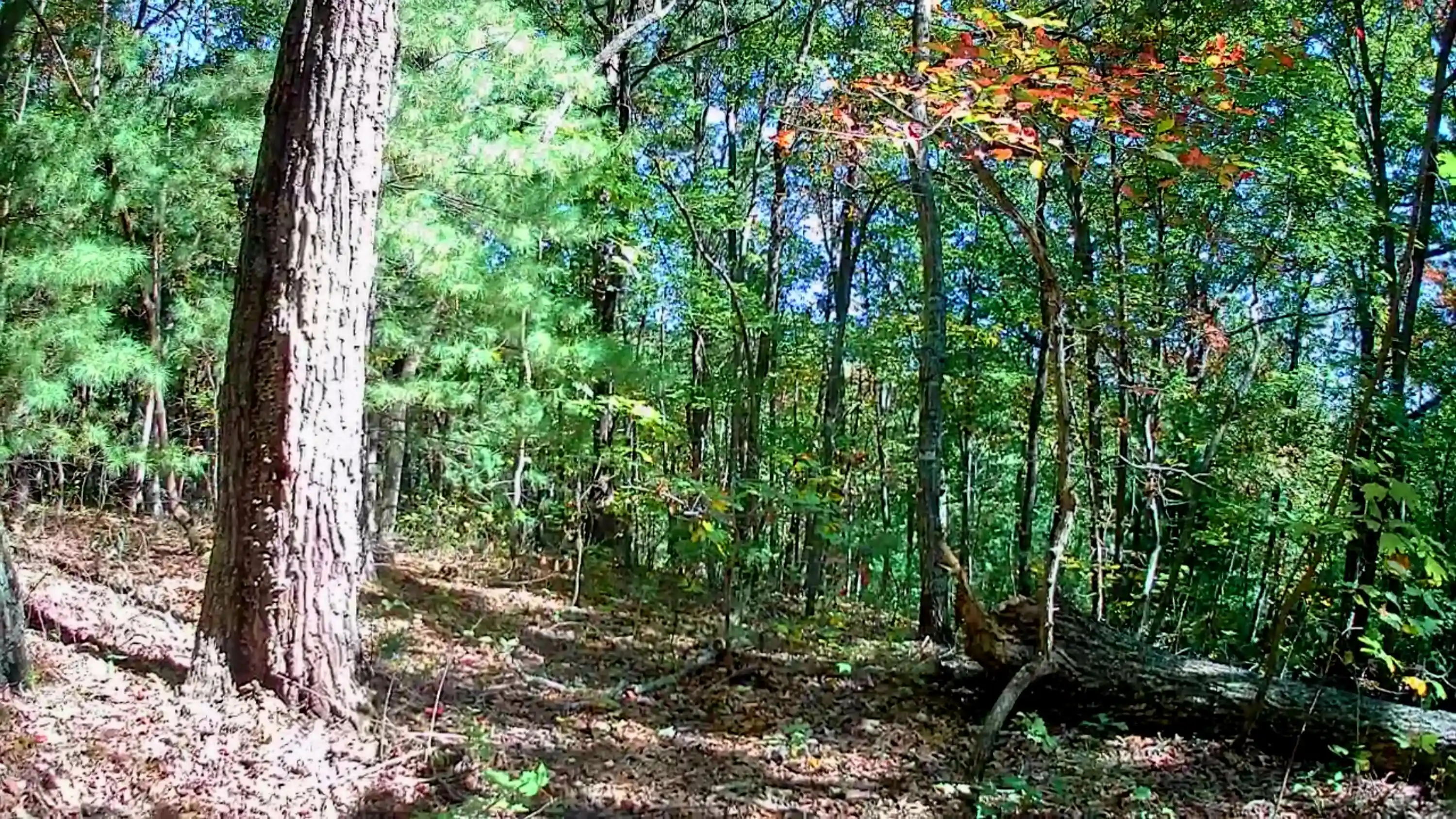 Photo 1 of Land for sale at 000 Highway 282, Chatsworth, GA 30705 | MLS# 1544789 | Listing updated on 2026-10-19