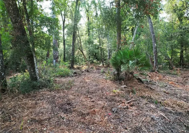 Photo 2 of Land for sale at Ne 475th St, Old Town, FL 32680 | MLS# O6437450 | Listing updated on 2026-09-01