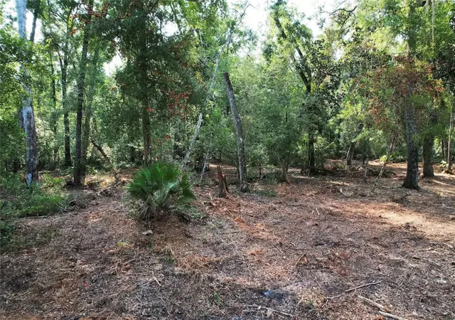 Photo 4 of Land for sale at Ne 475Th St, Old Town, FL 32680 | MLS# O6437450 | Listing updated on 2026-09-01