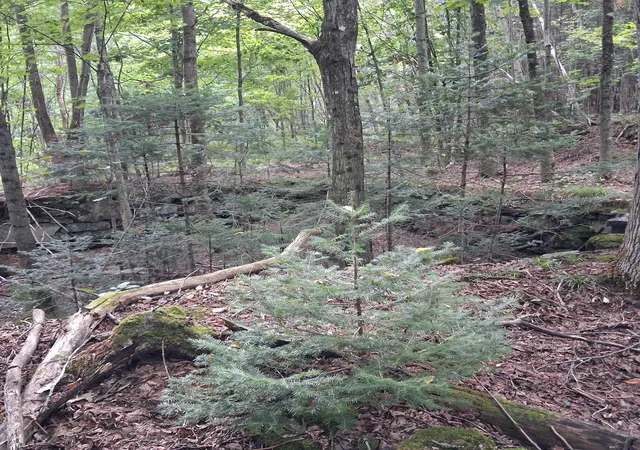 Photo 3 of Sale Pending at 0000 Albany Rd, Eden, VT 05653 | MLS# 5107149 | Listing updated on 2026-09-15