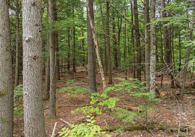 Photo 4 of Land for sale at 00 Forest Pond Rd, New Hampton, NH 03256 | MLS# 5107579 | Listing updated on 2026-09-03