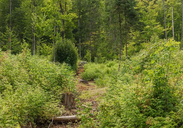 Photo 3 of Land for sale at 249 Weber Brk Ln, Craftsbury, VT 05826 | MLS# 5108058 | Listing updated on 2026-09-03