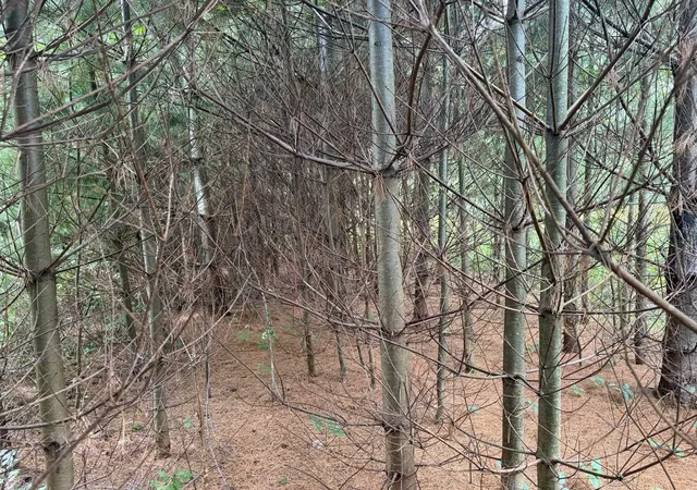 Photo 3 of Land for sale at 0 Route 242 Rd, North Troy, VT 05859 | MLS# 5109326 | Listing updated on 2026-09-11