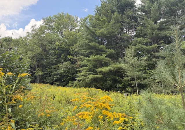 Photo 4 of Land for sale at 0 Route 242 Rd, North Troy, VT 05859 | MLS# 5109326 | Listing updated on 2026-09-11