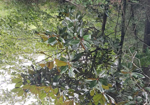 Photo 1 of Land for sale at 0000 Rooks Dr, Marianna, FL 32446 | MLS# 793696 | Listing updated on 2026-08-24