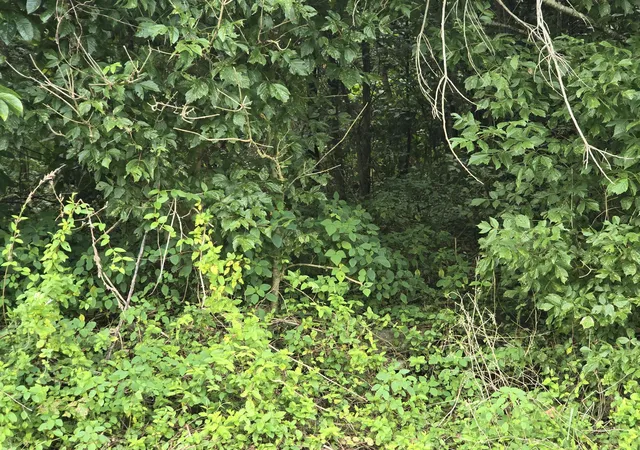 Photo 4 of Land for sale at 0 US 119 Bell Harlan County Line, Calvin, KY 40813 | MLS# 26000447 | Listing updated on 2026-09-13