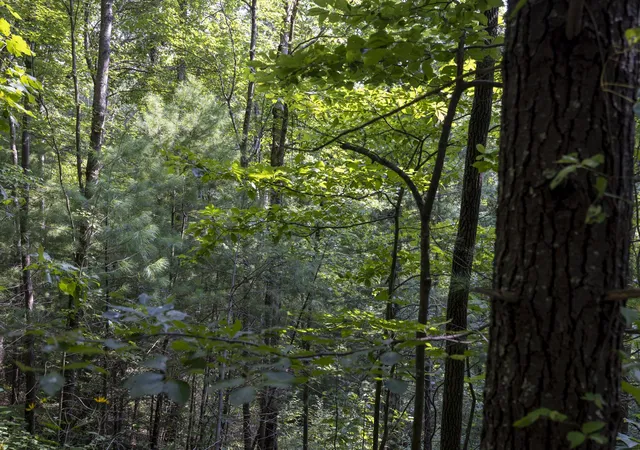Photo 3 of Land for sale at Lot 2 Cave Holw Rd, Campton, KY 41301 | MLS# 26020147 | Listing updated on 2026-09-11