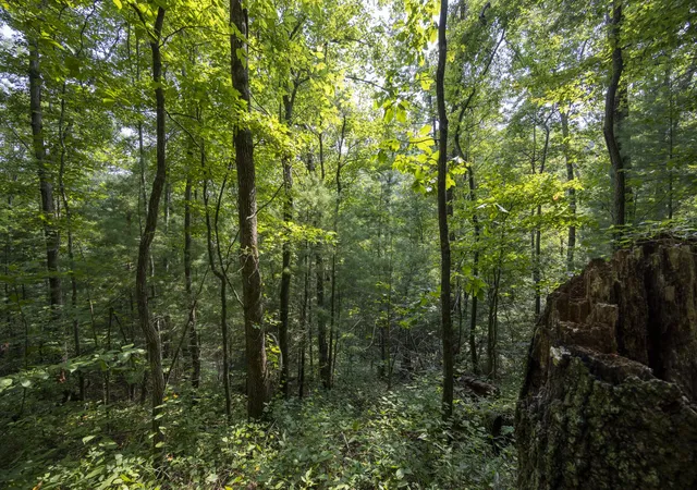 Photo 3 of Land for sale at Lot 2 Cave Holw Rd, Campton, KY 41301 | MLS# 26020147 | Listing updated on 2026-10-13