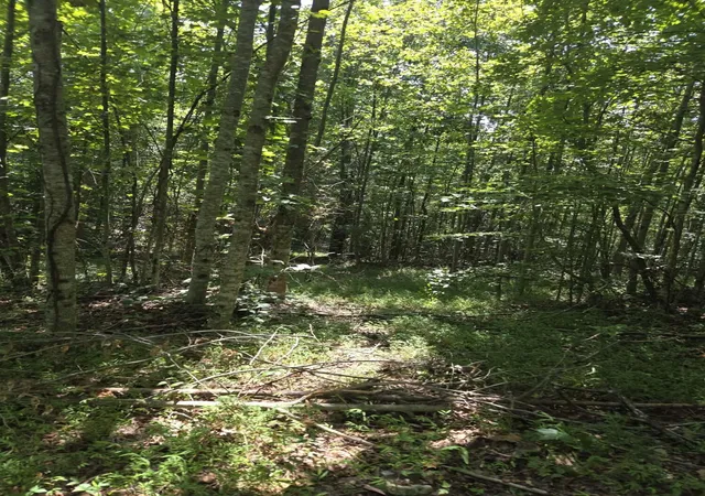 Photo 4 of Land for sale at 2096 State Hwy 1036, Stanton, KY 40380 | MLS# 26024020 | Listing updated on 2026-09-02