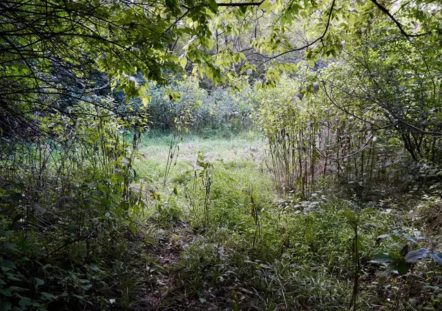 Photo 3 of Land for sale at 0000 Knox Lillard Rd, Ghent, KY 41045 | MLS# 26024240 | Listing updated on 2026-09-03
