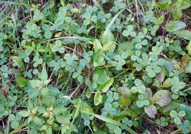 Photo 1 of Land for sale at 0000 Knox Lillard Rd, Sanders, KY 41083 | MLS# 26024246 | Listing updated on 2026-09-03