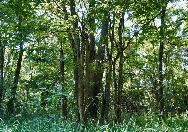 Photo 2 of Land for sale at 0000 Knox Lillard Rd, Sanders, KY 41083 | MLS# 26024246 | Listing updated on 2026-09-03