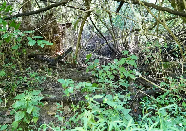 Photo 69 of Land for sale at 0000 Knox Lillard Rd, Sanders, KY 41083 | MLS# 26024246 | Listing updated on 2026-09-03