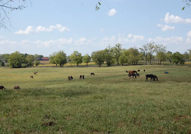 Photo 1 of Sale Pending at 990 Clay Kiser Rd, Paris, KY 40361 | MLS# 26024730 | Listing updated on 2026-10-13