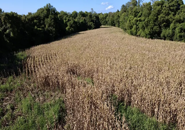 Photo 4 of Land for sale at 0000 New Lakton Rd, Bardwell, KY 42023 | MLS# 26024435 | Listing updated on 2026-09-04
