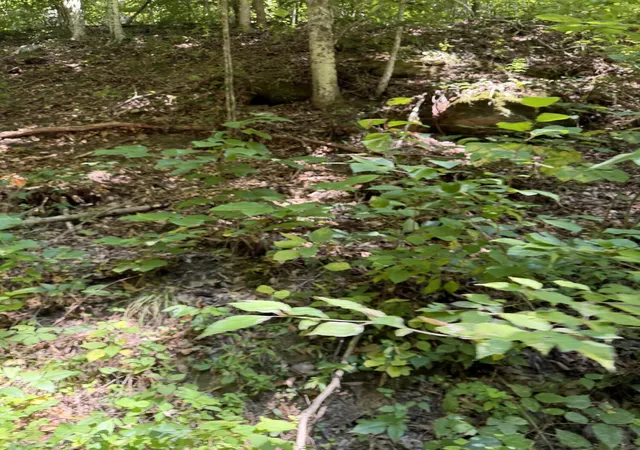 Photo 4 of Land for sale at 370 Roaring Frk Rd, Walker, KY 40997 | MLS# 26024635 | Listing updated on 2026-09-09