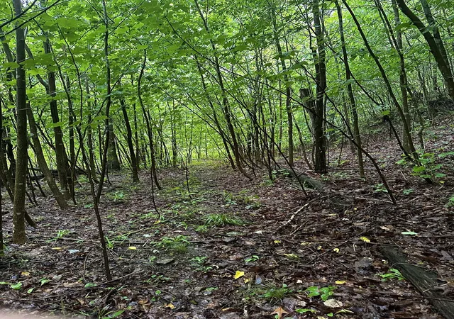 Land for sale at 2041 Cat Crk Rd, Stanton, KY 40380 | MLS# 26024853