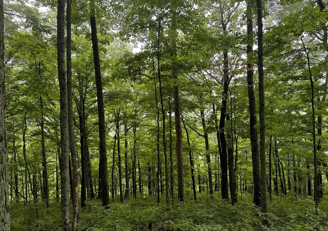 Photo 1 of Land for sale at 2041 Cat Crk Rd, Stanton, KY 40380 | MLS# 26024853 | Listing updated on 2026-09-14