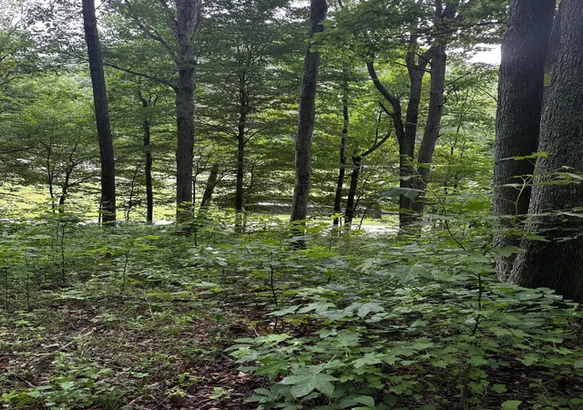 Photo 2 of Land for sale at 2041 Cat Crk Rd, Stanton, KY 40380 | MLS# 26024853 | Listing updated on 2026-09-14