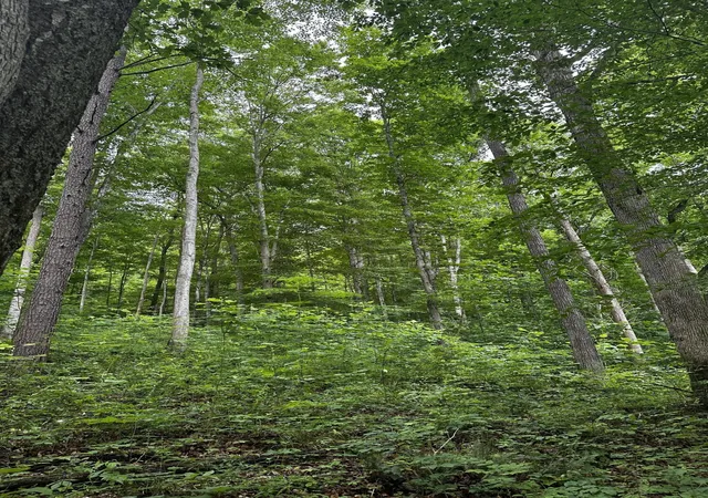 Photo 3 of Land for sale at 2041 Cat Crk Rd, Stanton, KY 40380 | MLS# 26024853 | Listing updated on 2026-09-14